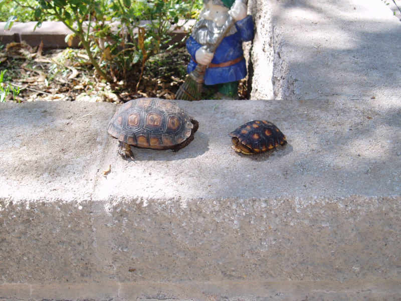 Readers share their desert tortoise photos
